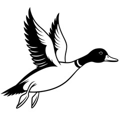 Flying duck isolated on white