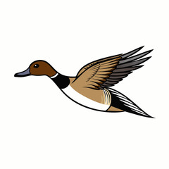 duck isolated on white