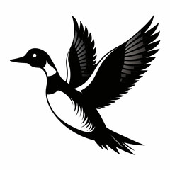 black and white duck