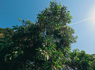 Tropical mango tree of rangamati against the sky