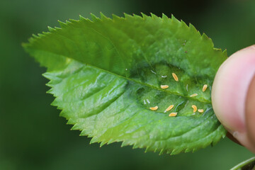 Rose midge (Dasineura rosae synonym Wachtliella rosarum). Larvae feeding in a folded leaf.