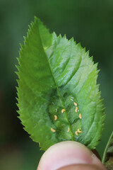 Rose midge (Dasineura rosae synonym Wachtliella rosarum). Larvae feeding in a folded leaf.