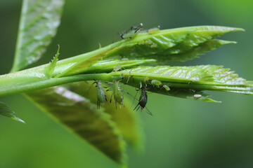 Aphids in various sizes feeding, and sucking the sap from a young rose shoot in the garden.