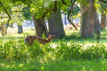 Sika deer - Cervus nippon is grazing in the forest and in the meadow. Photo from wild nature