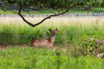 Sika deer - Cervus nippon is grazing in the forest and in the meadow. Photo from wild nature