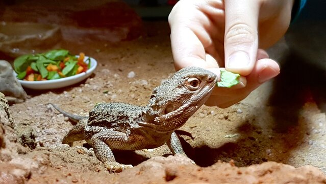F&uuml;tterung einer Zwergbartagame Echse in ihrem Terrarium, Kind f&uuml;ttert Haustier