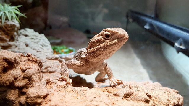 Zwergbartagame, kleiner Leguan in einem Terrarium f&uuml;r Echsen als Haustier