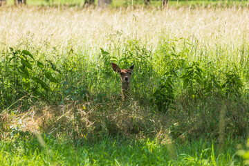 Sika deer - Cervus nippon is grazing in the forest and in the meadow. Photo from wild nature