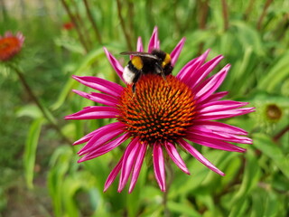 Hummel sitzt auf rosa Blume, Sonnenhut, Scheinsonnenhut (Echinacea) und sammelt Nektar im Sommer