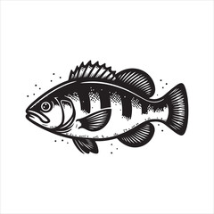 Sea Bass Vector