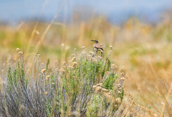 Obraz premium A Western Meadowlark siting on a shrub in its natural habitat of prairie and grasslands in a wild expansive field in Colorado.