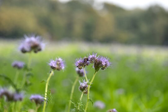 flowers in the meadow, blooming thistles on a green field