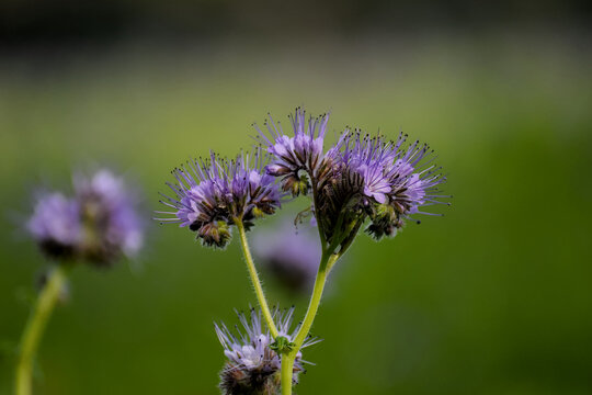 bee on thistle, close up
