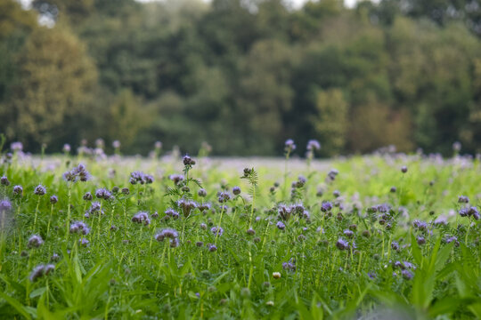 a field of blooming violet thistles, flowers of freedom, bokeh, background, nature