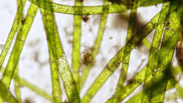 freshwater rotifer (Philodina megalotrocha) under the microscope - light microscope x100 magnification