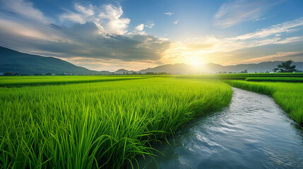 Rice paddy field with water flow from a dam in a rice farm landscape