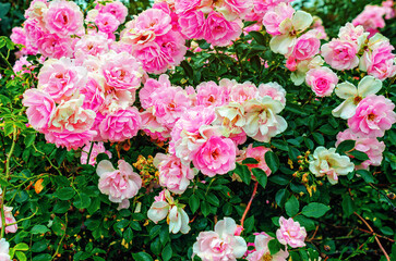 Pink roses in garden on background of green leaves