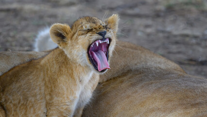 lion cub yawns