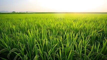 Fototapeta premium A vast expanse of fields with lush green rice seedlings swaying gently in the breeze, under the warm sunlight of a clear summer noon, capturing the tranquility and vitality of nature with a realistic 