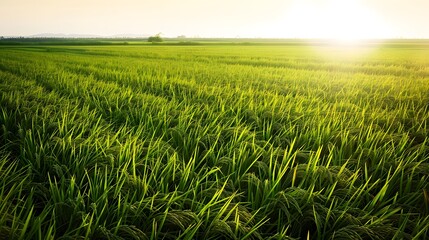 A vast expanse of fields with lush green rice seedlings swaying gently in the breeze, under the warm sunlight of a clear summer noon, capturing the tranquility and vitality of nature with a realistic 