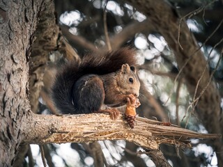 Obraz premium A red squirrel on a pine tree eating a pinecone, side view, Malaga, Spain