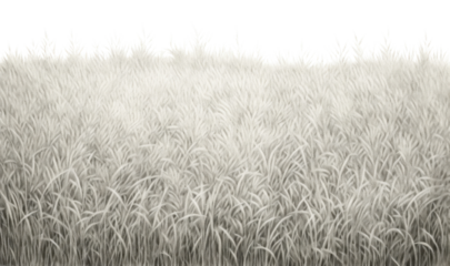 PNG  Grass field backgrounds outdoors nature.