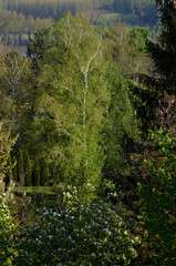 Forest by the Danube