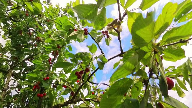 leckere reife rote Kirschen am Kirschbaum mit leicht im Wind wiegenden Bl&auml;ttern - Fr&uuml;chte, gesund, vitaminreich, Kirschernte, lecker, saftig, windig, Sommer, Garten