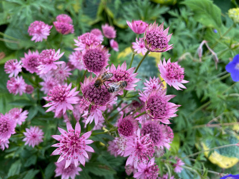 Beautiful blooming pink purple Astrantia major decorative flowers and bee insect close up in summer garden park