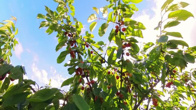 leckere reife rote Kirschen am Kirschbaum mit leicht im Wind wiegenden Bl&auml;ttern - Fr&uuml;chte, gesund, vitaminreich, Kirschernte, lecker, saftig, windig, Sommer, Garten