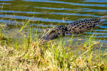 North American alligator in a North Carolina swamp