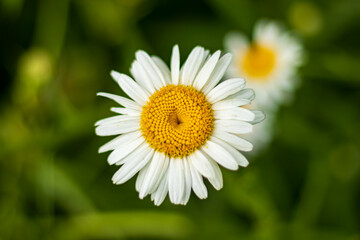 Fototapeta premium A close-up of an Oxeye daisy with white petals and a bright yellow center is set against a blurred green background. Another daisy in soft focus hints at a field or garden of flowers.