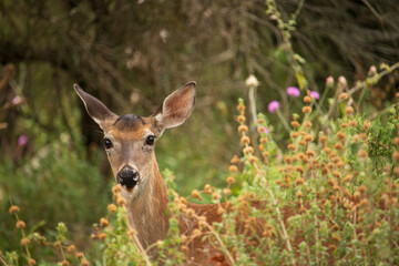 A curious deer peers through tall grass and wildflowers, ears perked and eyes focused on the observer. Its brown coat blends into the background, yet it stands out with an attentive gaze.
