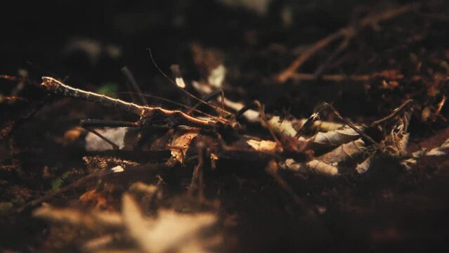 Stick insects or walking sticks in the undergrowth mating session close-up footage