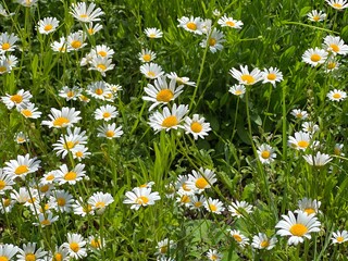 Daisies flowers in the field grass