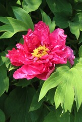 pink peony flower