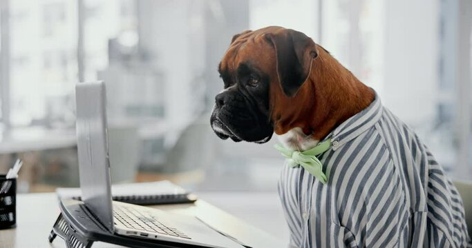 Office, laptop and business dog checking email with research, online networking and corporate animal at desk. Consultant, comic or Boxer at computer with professional career in pet friendly workplace