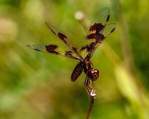 Dragonfly