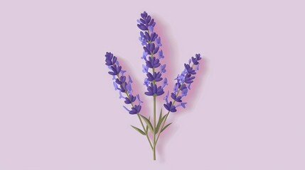 Obraz premium Close-up of purple flowers on pink background with shadow on left side