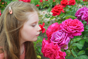 Fototapeta premium A beautiful little girl with long hair sniffs roses, lush red flowers in the park in summer. background for the design.