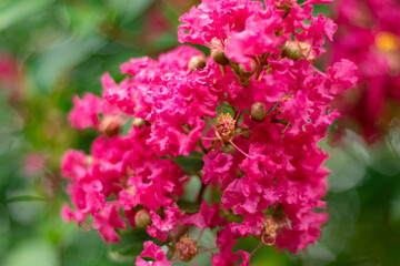 Closeup of pink Crape Myrtle flowering blooms