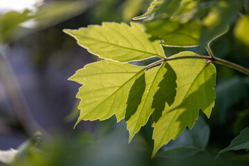 Sun Shining through Leaves