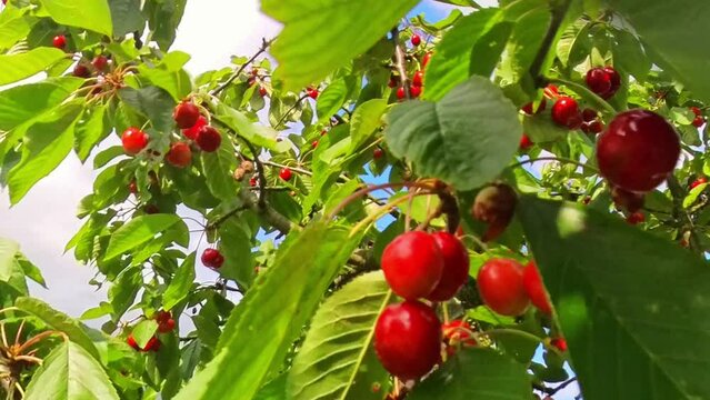 leckere reife rote Kirschen am Kirschbaum mit leicht im Wind wiegenden Bl&auml;ttern - Fr&uuml;chte, gesund, vitaminreich, Kirschernte, lecker, saftig, windig, Sommer, Garten