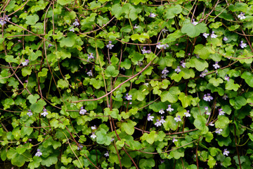 green leaves background