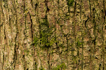 tree texture