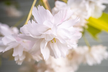 white cherry blossom