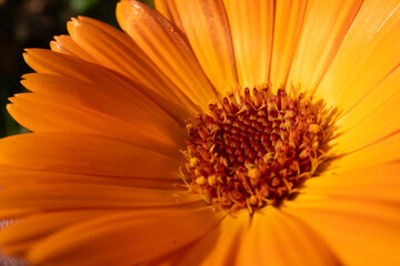 flower of calendula