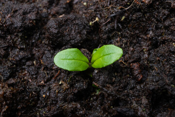 sprout growing from soil