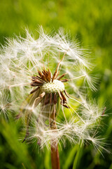 Fototapeta premium dandelion seed head