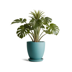Fototapeta premium A lush Monstera deliciosa plant in a stylish teal planter, perfect for bringing a touch of the tropics indoors. Ideal for home decor websites, plant shops, and lifestyle blogs.